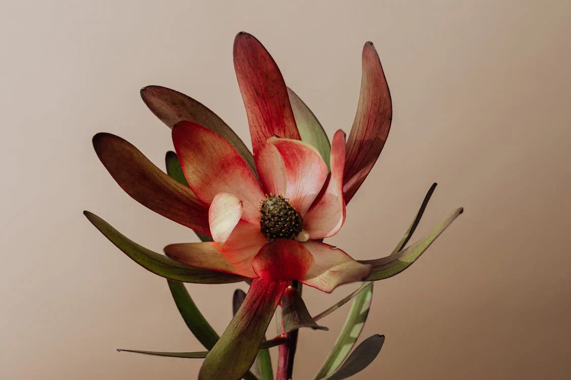 Signs & Symptoms of Perimenopause & Menopause