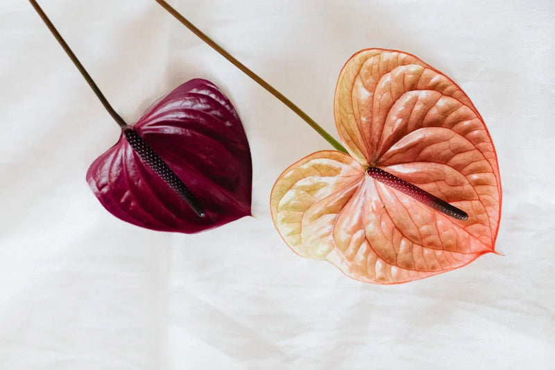 The Interplay of Menopause Hormones